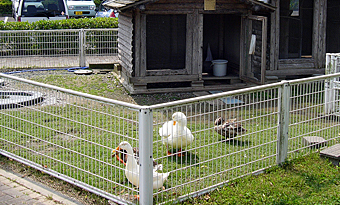 ふれあい動物園