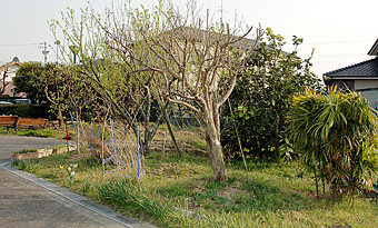 ミニ果樹園